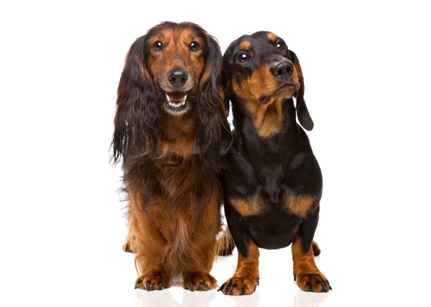 hondjes